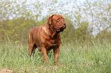 DOGUE DE BORDEAUX 002